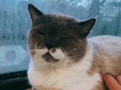 -猫小院猫主题餐厅(南锣旗舰店)