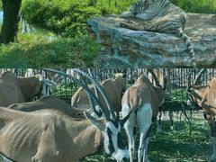 -上海野生动物园