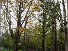 景点-重庆市江北嘴中央商务区中央公园