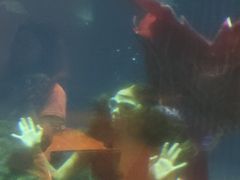 -海棠湾洲际-涛·海底餐厅·美人鱼·自助餐·海底隧道