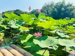 -兰亭风景区