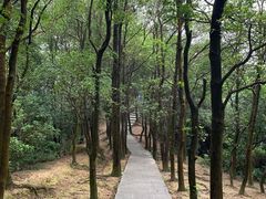 -火炉山森林公园