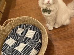 -客栈猫舍(中央北路店)