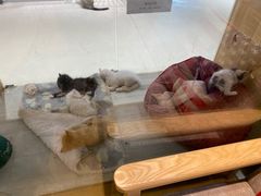 -藏猫猫咖啡主题馆(中央大道店)