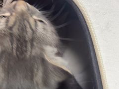 -艾贝尔宠物医院·狂犬免疫点(江山金象城店)