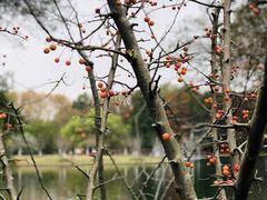 -上海共青森林公园