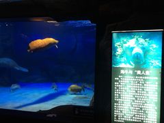 -烟台海昌鲸鲨海洋公园