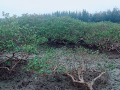 -北海金海湾红树林生态旅游区