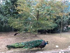 -泉州海丝野生动物世界