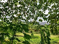 -广西壮族自治区药用植物园
