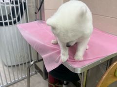 -北京观赏动物医院·24小时大型综合·猫专科·异宠专科
