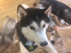 海参-Husky Go! 哈士奇体验馆·宠物咖啡厅狗咖
