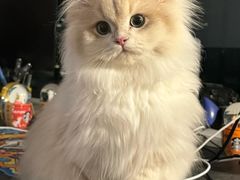 -lincat·猫舍(广州店)