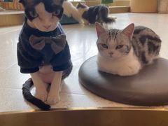 -飞行喵MR PILOT|猫舍·猫咖(静安大融城店)