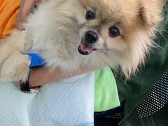 -瑞派动物医院·猫专科·至诚(江南中分院)