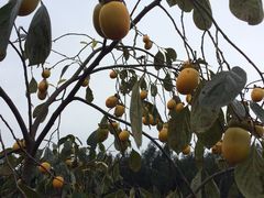 -漩门湾国家湿地公园