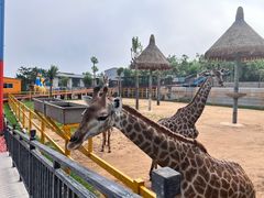 -西霞口神雕山野生动物世界