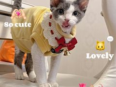 -猫大福·Fortune Cat猫舍(百子湾店)