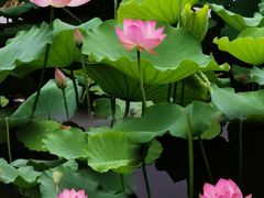 -荔湾湖公园