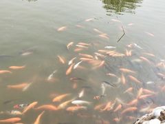 -静之湖湖畔餐厅