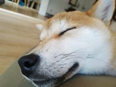 -南京Hallo宠物乐园·哈罗犬舍·柴犬繁育基地