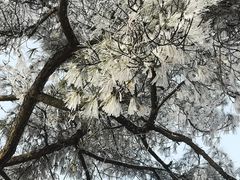 -缙云山景区