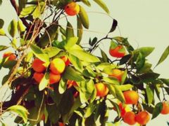 -前小桔亲子创意农场·草莓采摘·露营烧烤