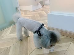 -米苏动物医院·犬猫专科·骨科外科内窥镜
