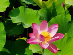 -野鸭湖国家湿地公园