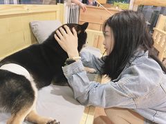 -南京Hallo宠物乐园·哈罗犬舍·柴犬繁育基地