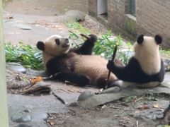 -都江堰中华大熊猫苑