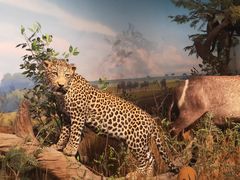 -陕西自然博物馆