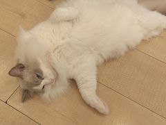 -Let's go狗咖·猫咖·奶狗·桌游(春熙路IFS店)