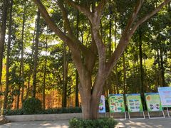 -广州市帽峰山景区