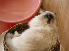 -MOCHA明星猫咖(田子坊店)