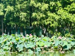 -艾溪湖湿地公园