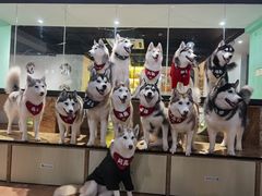 -Husky Go! 哈士奇体验馆·宠物咖啡厅狗咖