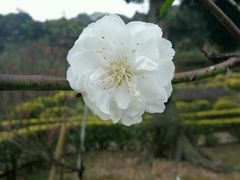 -南国桃园旅游度假区