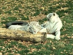 -北京野生动物园