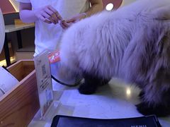 -喵园·猫主题咖啡厅·撸猫·猫咖(国贸店)