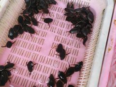 -南沙十九涌渔人码头-南门