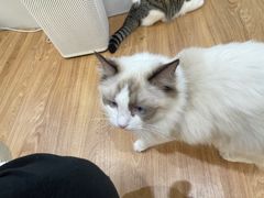 -COLOR PETS 撸猫馆·购猫·猫咖(长风大悦城店)