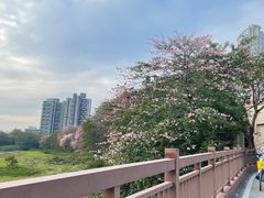 -广东花都湖国家湿地公园