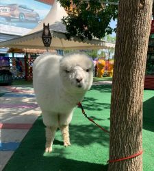 -萌宠亲子动物乐园(槐房万达店)