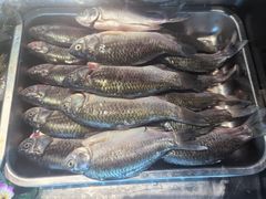 -巢湖名吃·东关老鹅汤(江南风情街店)