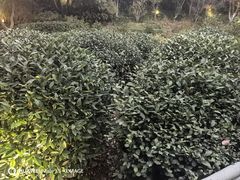 -十八棵（老龙井）御茶园(老龙井店)