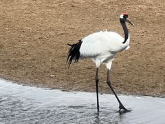 -黑龙江扎龙生态旅游区