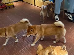 -柴犬高等学院·狗咖·柴犬售卖·宠物训练