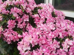 -金科花卉市场