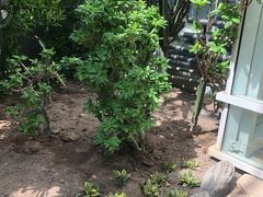 -南山植物园